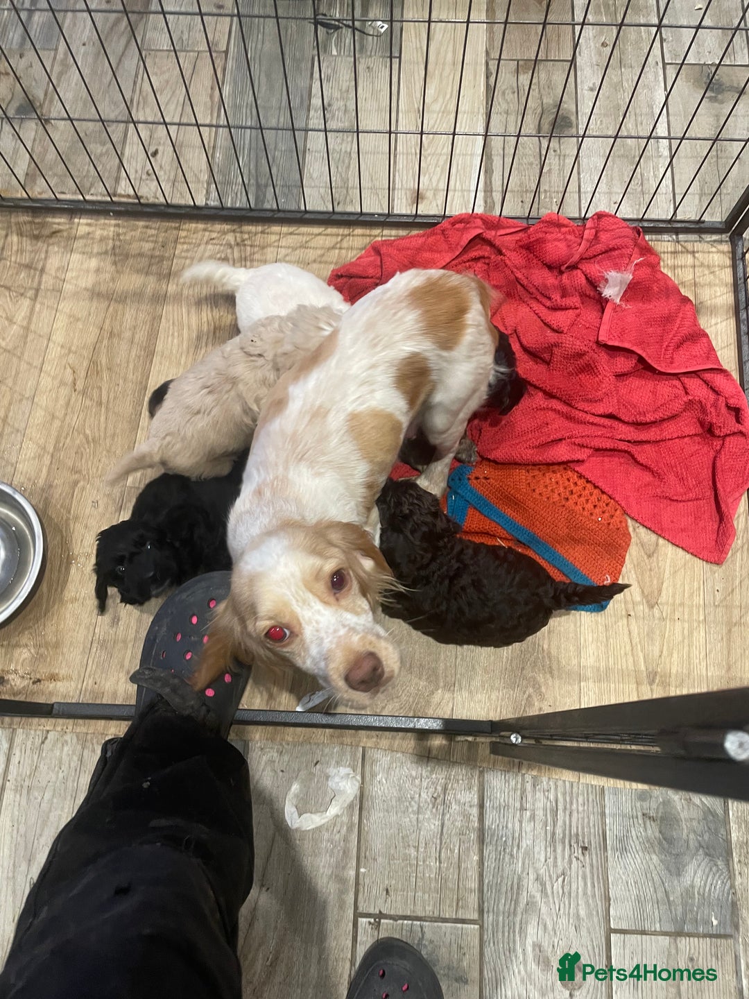 Cockapoo dogs for sale: Toy cockerpoo puppies  - Advert 7