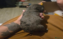 Cockapoo dogs for sale: F2 Cockapoos - Image 13