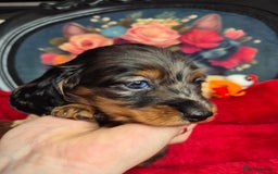 Miniature Dachshund dogs for sale: ⚜️KC PRA clear Miniature Dachshund Puppies  - Image 5