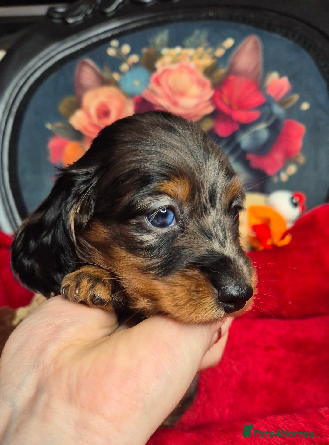 Miniature Dachshund dogs for sale: ⚜️KC PRA clear Miniature Dachshund Puppies  - Image 5