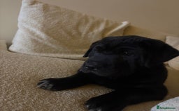 Mixed Breed dogs for sale: 12 week old Labrador mix puppy - Image 3