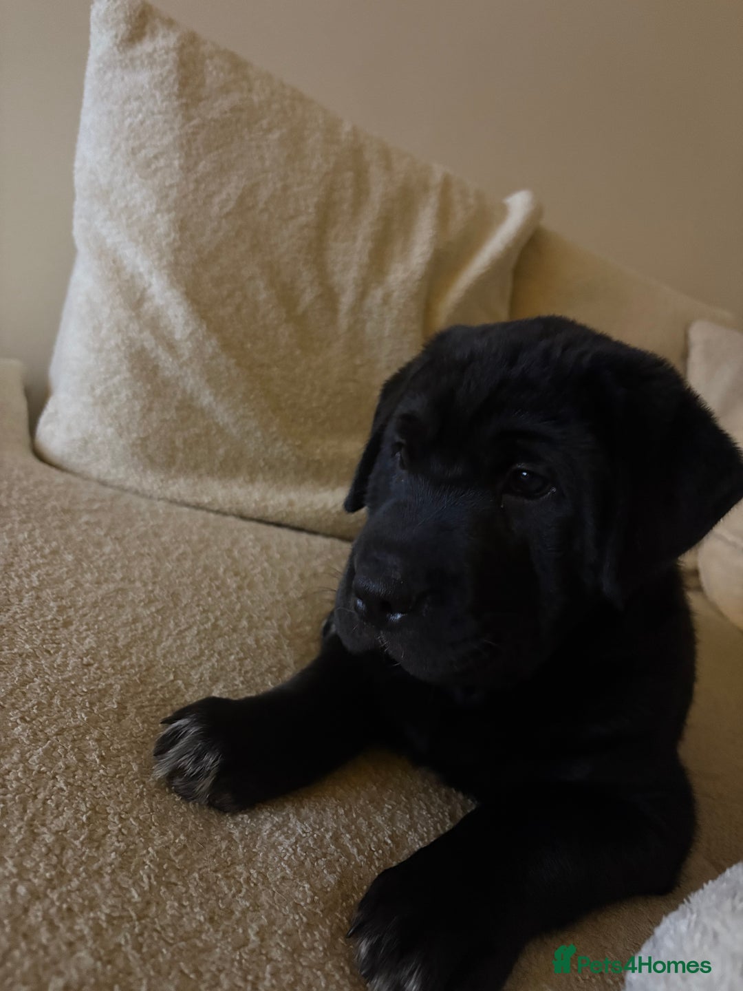 Mixed Breed dogs for sale: 12 week old Labrador mix puppy - Image 3