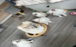 Ragdoll cats for sale: Registered Ragdoll kittens LAST GIRL HCM/PKD clear - Image 24