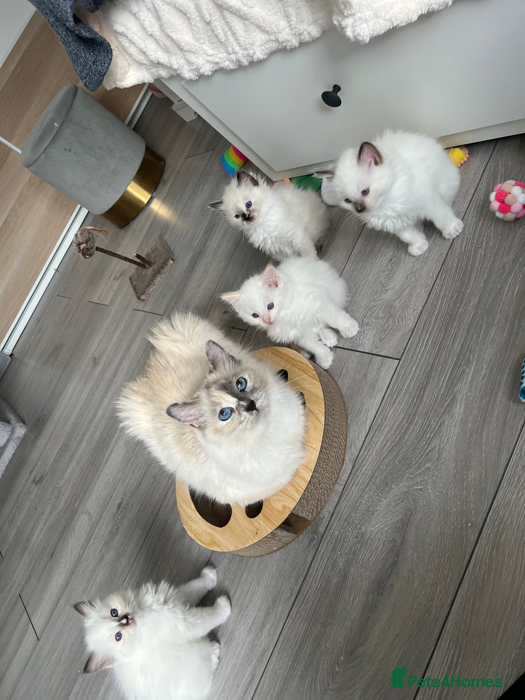 Ragdoll cats for sale: Registered Ragdoll kittens LAST GIRL HCM/PKD clear - Image 24