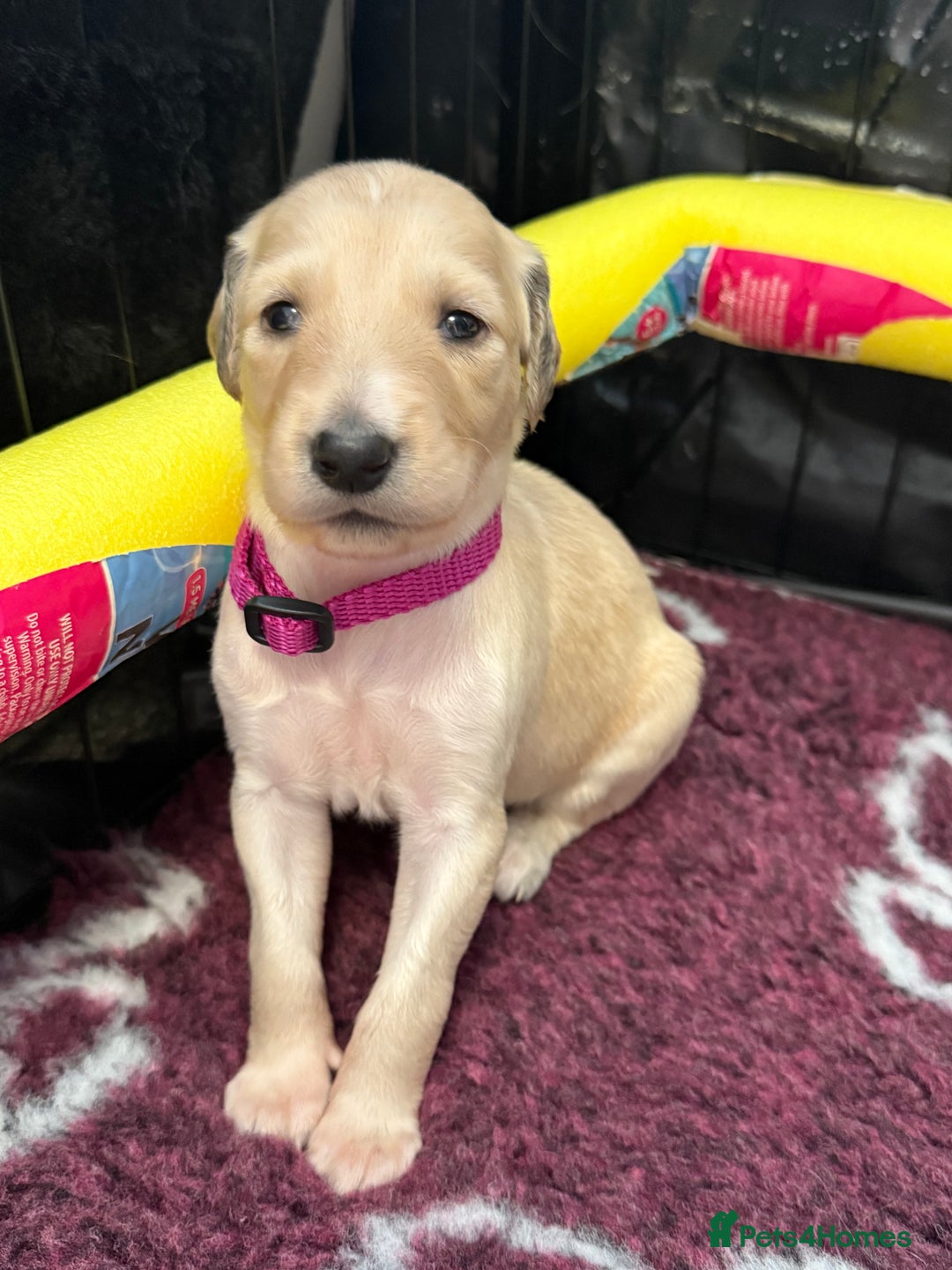Saluki dogs for sale: Beautiful Saluki (new updated photos)  - Image 38