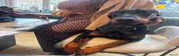Dobermann dogs for sale: Duke 11MonthDoberman Looking for His Forever Home  in Wolverhampton - Advert 1