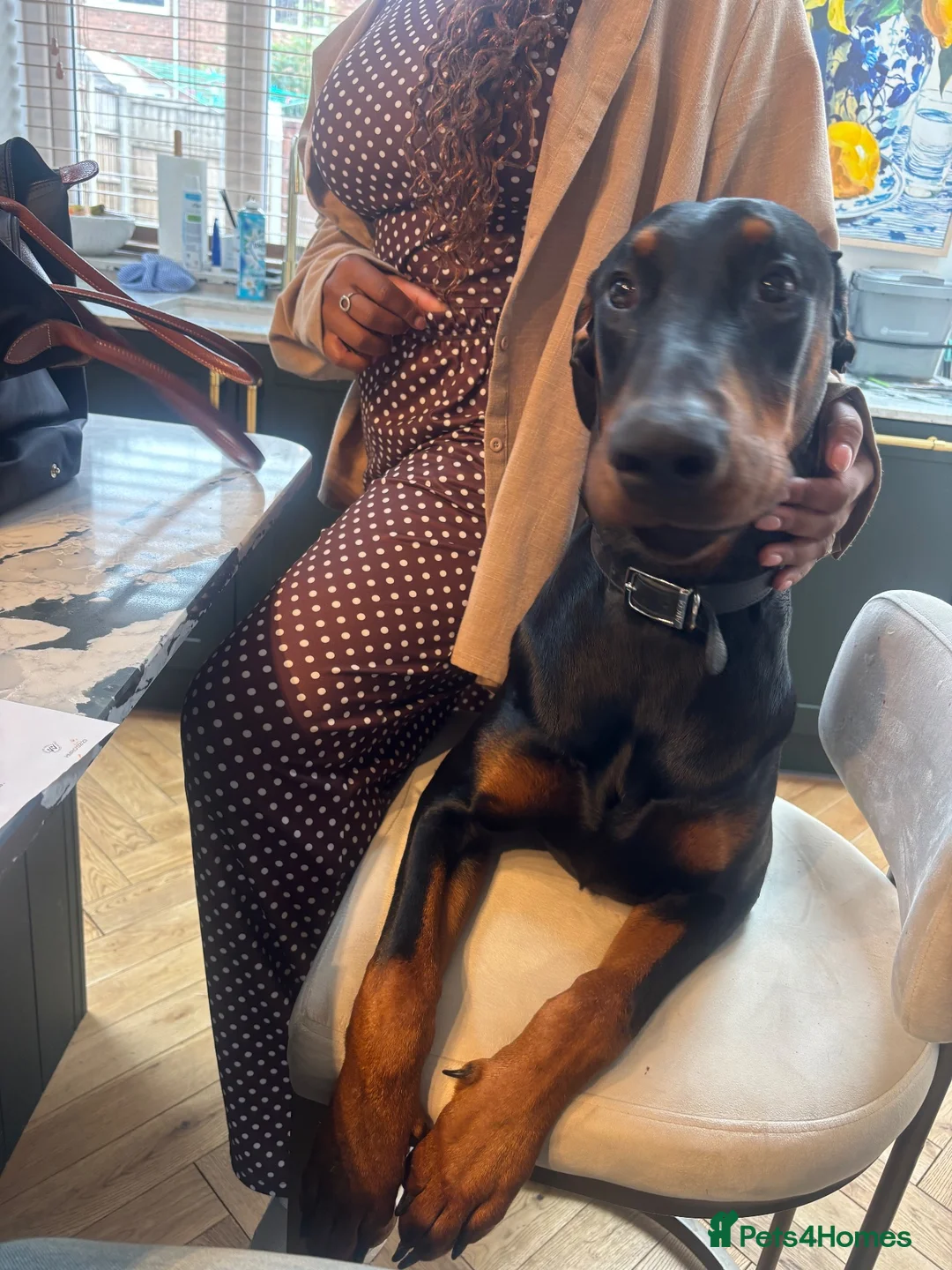 Dobermann dogs for sale: Duke 11MonthDoberman Looking for His Forever Home  in Wolverhampton - Advert 1