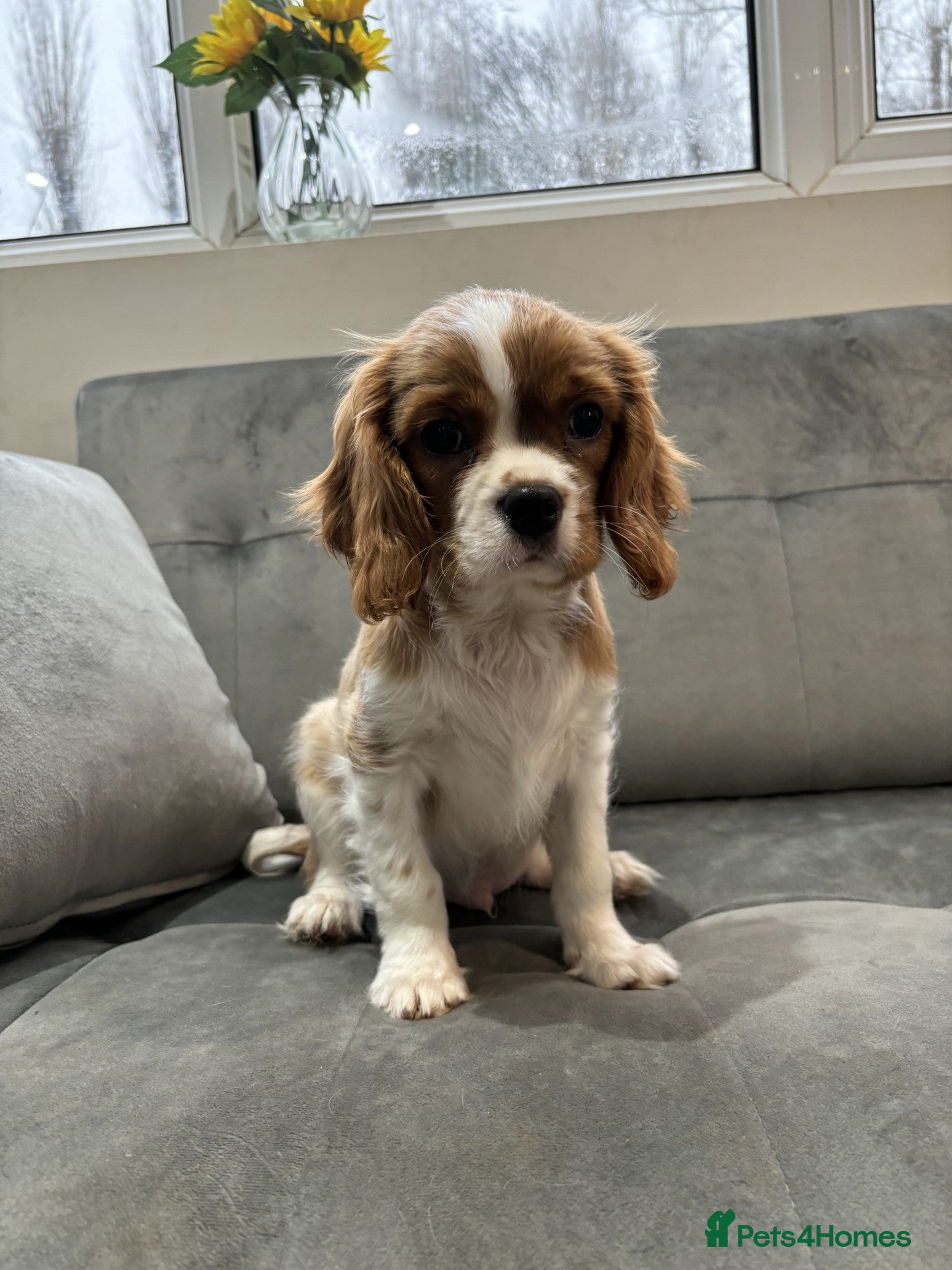 Cavalier King Charles Spaniel dogs Trained King Charles Cavaliers - Advert 1