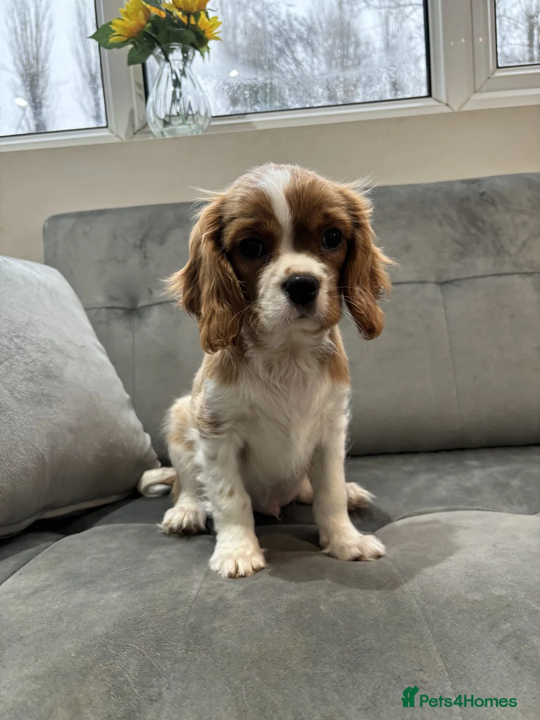 Cavalier King Charles Spaniel dogs for sale: Trained King Charles Cavaliers - Advert 1