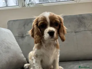 Cavalier King Charles Spaniel dogs Trained King Charles Cavaliers - Advert 1