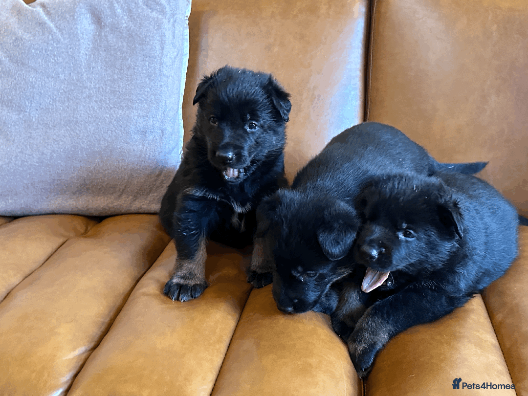 German Shepherd dogs for sale: FIVE EXCLUSIVE GSD PUPS, HOME RARED AND BRED. - Advert 28