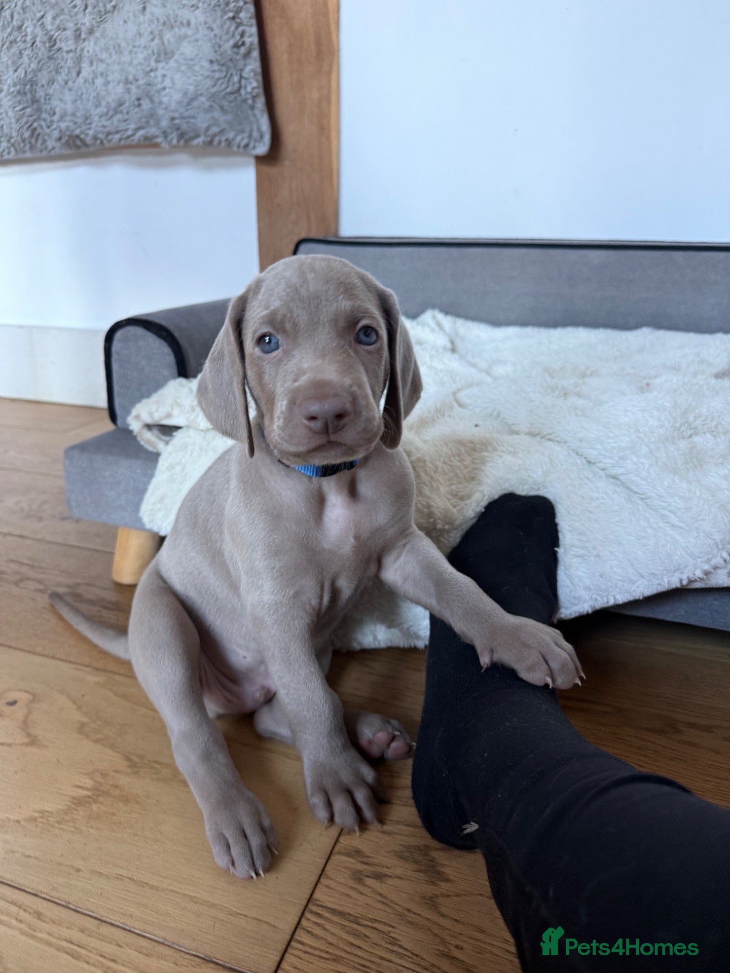 Weimaraner dogs Superb Gunalt Bloodlines & Excellent Temperament - Advert 2
