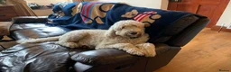 Mixed Breed dogs for sale: Miniature Multi-Gen Australian Labradoodle Puppies in South Molton - Advert 3