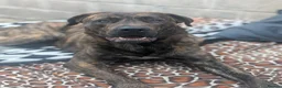 Mixed Breed dogs for sale: 1 year old Baz MALE - Advert 4