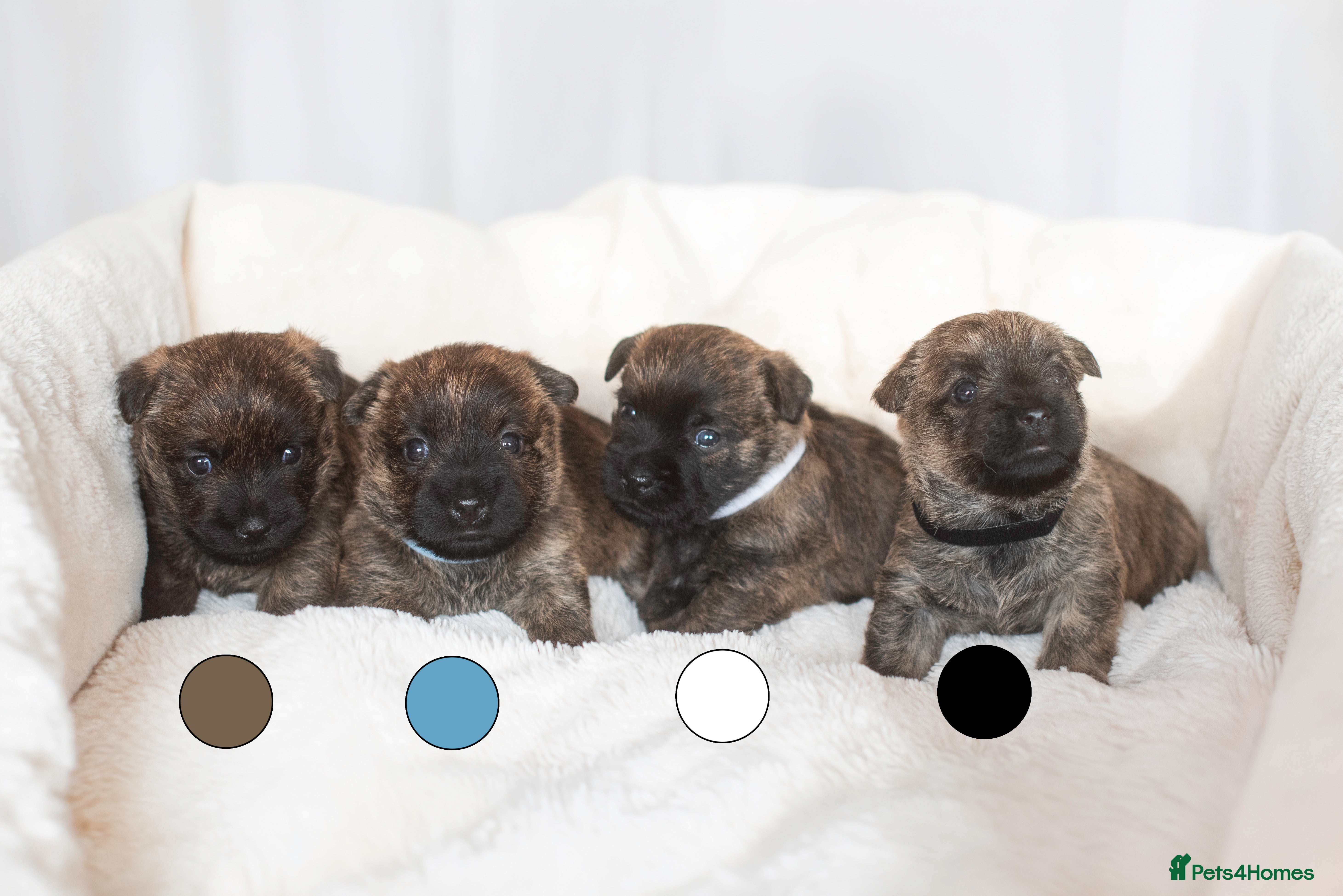 Cairn Terrier dogs Adorable KC Reg Cairns “Olivia’s pups” - Advert 5