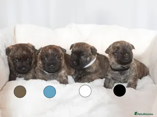 Cairn Terrier dogs Adorable KC Reg Cairns “Olivia’s pups” - Advert 5