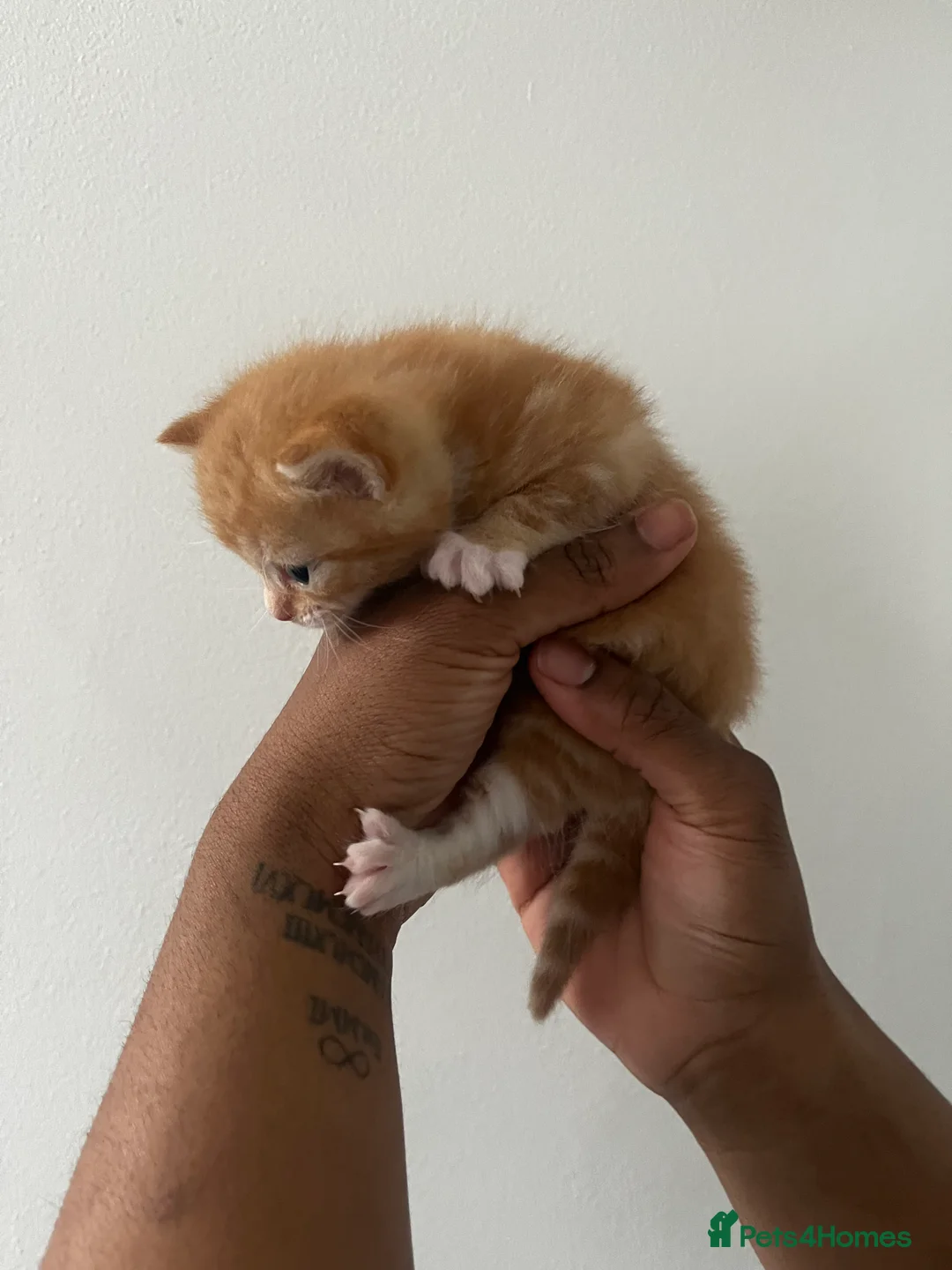 American Shorthair cats for sale: Kittens for reserve - Advert 9