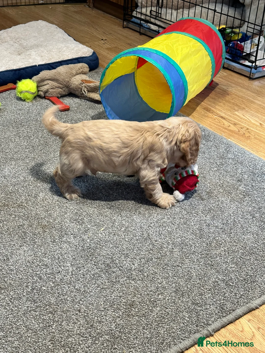 Cocker Spaniel dogs for sale: 2 Handsome Choc+tan and Gold boys - Advert 15