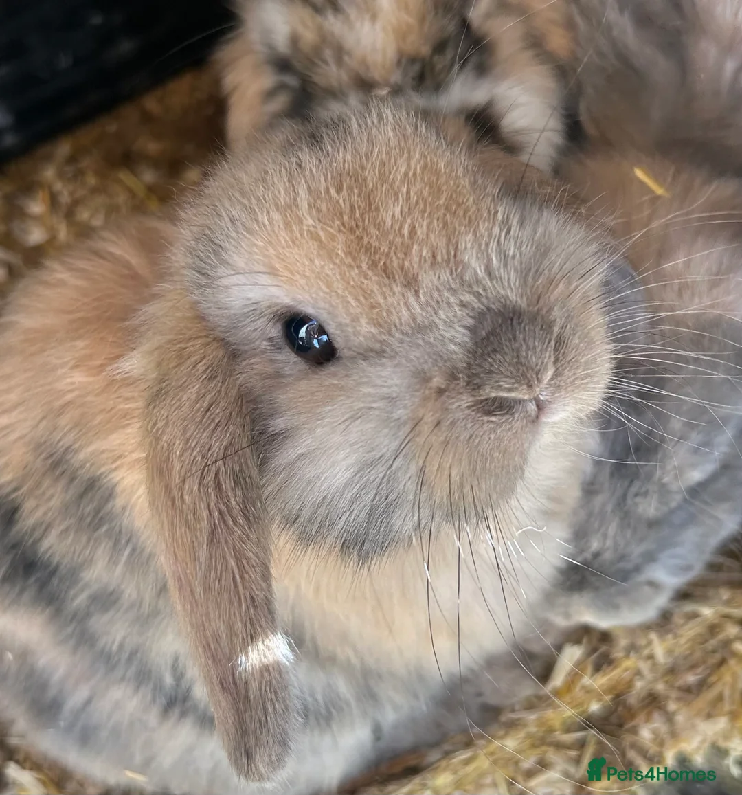 Mini Lop rabbits for sale: Beautiful mini lop rabbits  - Advert 2