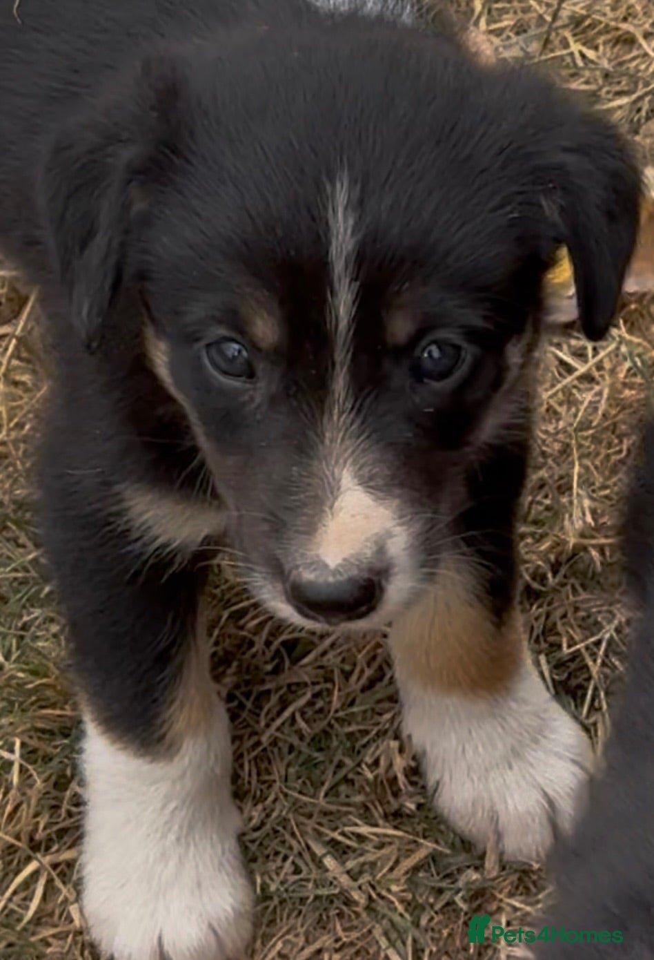 Border Collie dogs Georgeous friendly well bred border collies - Advert 16