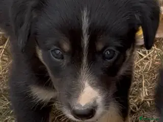 Border Collie dogs Georgeous friendly well bred border collies - Advert 16