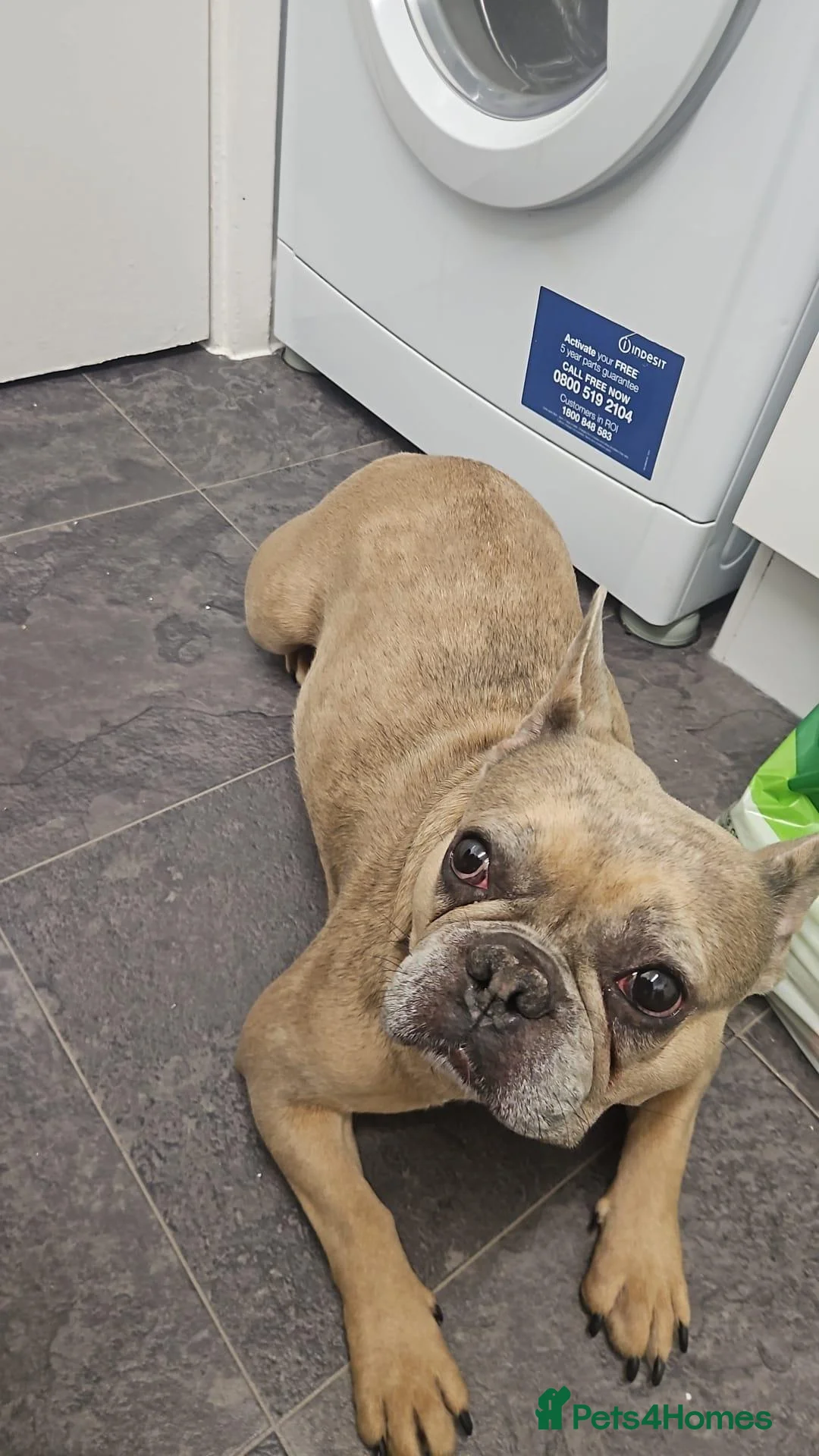 French Bulldog dogs for sale: Beautiful Female French Bulldog –Bella £700 ONO - Advert 2