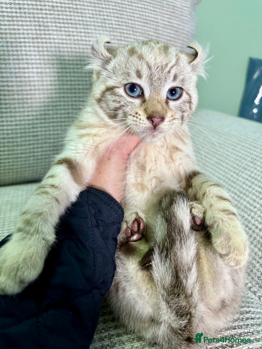 Savannah cats for sale: Superb wild looking snow leopard male  - Advert 6