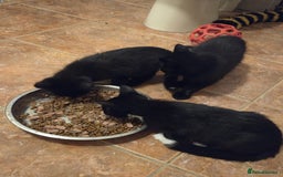 Mixed Breed cats for sale: Beautiful kittens available  - Image 5