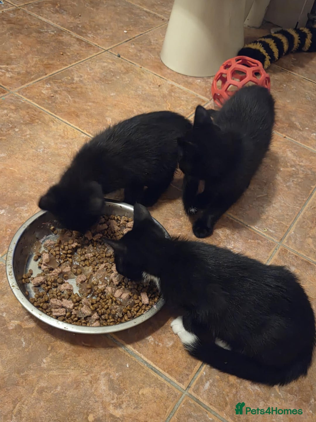 Mixed Breed cats for sale: Beautiful kittens available  - Image 5