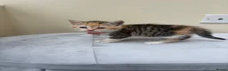 Mixed Breed cats for sale: Beautiful Exotic shorthair mix kittens  - Advert 14