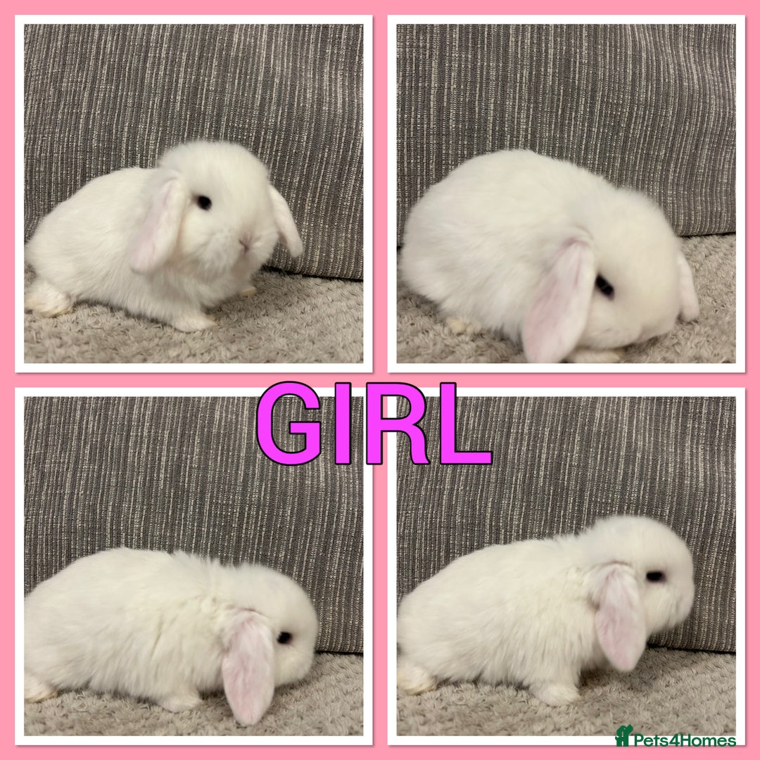 Mini Lop rabbits for sale: Pure mini lop babies  - Advert 2