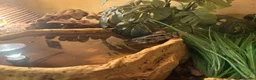 Monitor reptiles for sale: Asian water monitor in Swindon - Advert 1