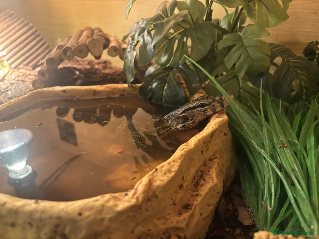 Monitor reptiles for sale: Asian water monitor in Swindon - Advert 1