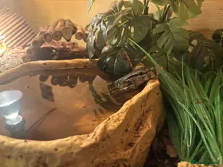 Monitor reptiles Asian water monitor in Swindon - Advert 8