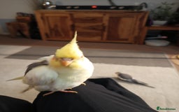 Cockatiels birds for sale: 💛 Pair of Cockatiels. Butters & Bagel 💛 - Image 10