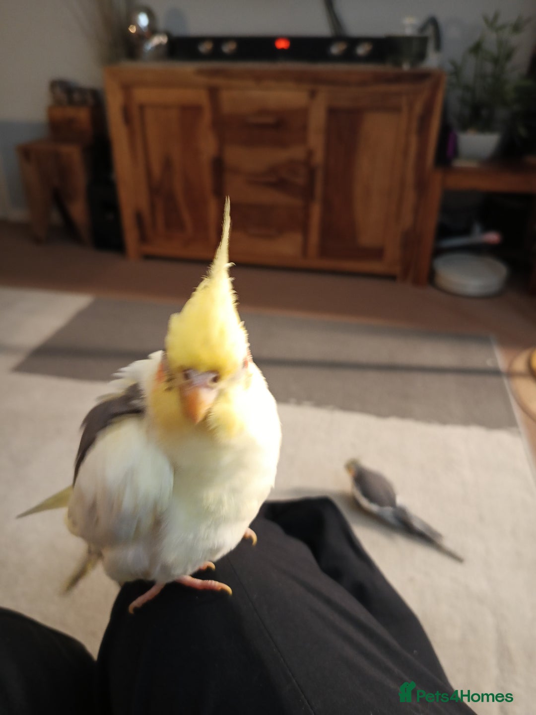 Cockatiels birds for sale: 💛 Pair of Cockatiels. Butters & Bagel 💛 - Image 10