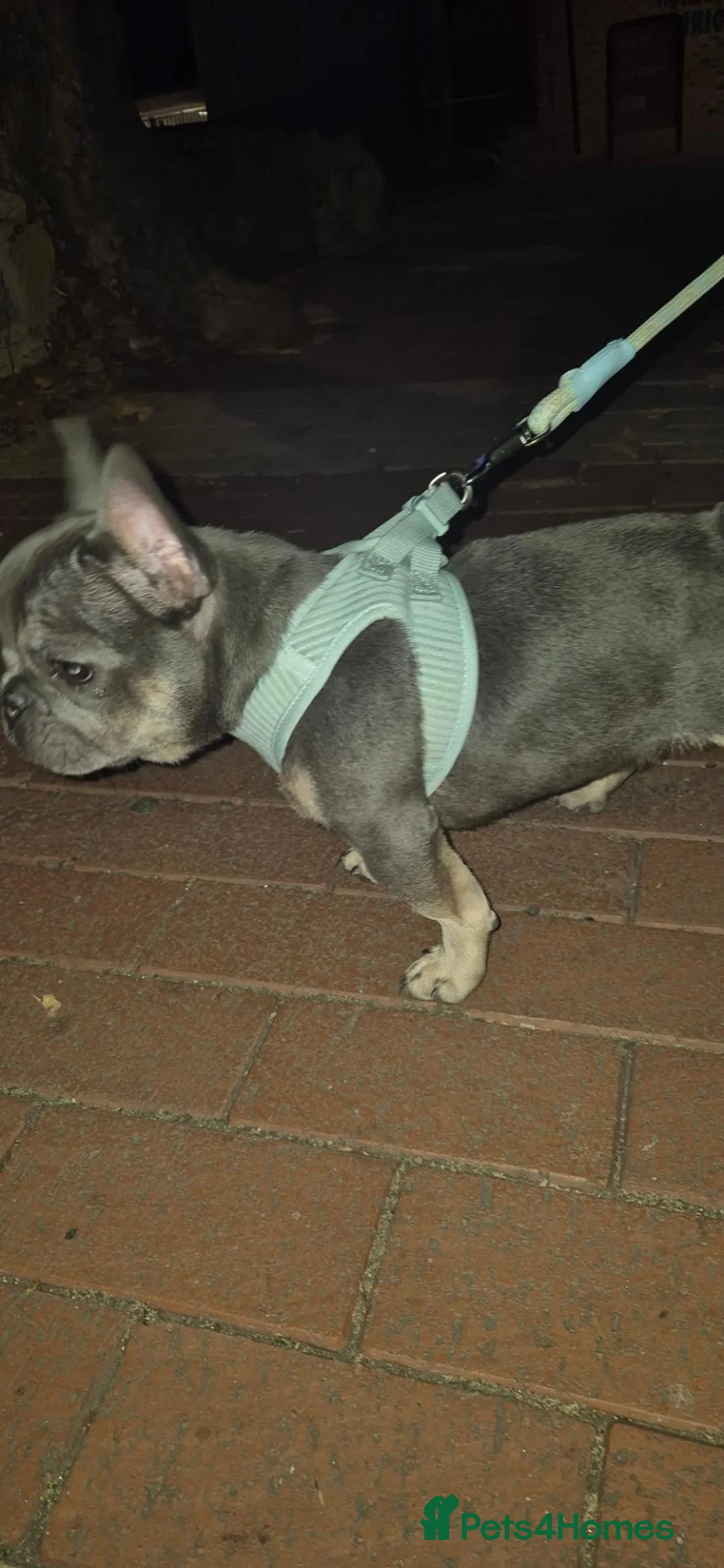 French Bulldog dogs for sale: French bulldog male puppy in London - Advert 11
