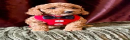 Cavapoo dogs for sale: Real Life Teddys Looking for love  - Advert 6