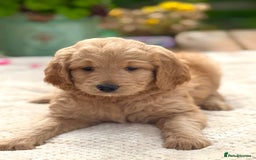 Goldendoodle dogs for sale: Exeptional Goldendoodle puppies F1b - Image 9