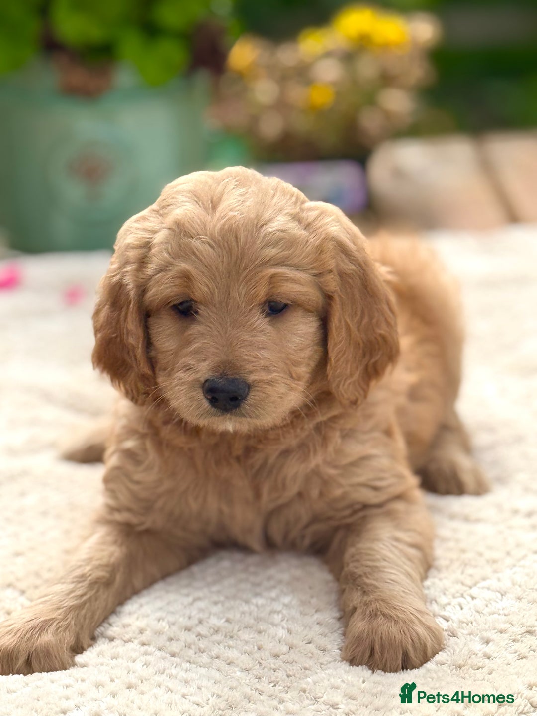 Goldendoodle dogs for sale: Exeptional Goldendoodle puppies F1b - Image 9