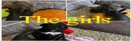 Staffordshire Bull Terrier dogs for sale: Top Quality Blues & Brindles – Health Tested - Advert 3
