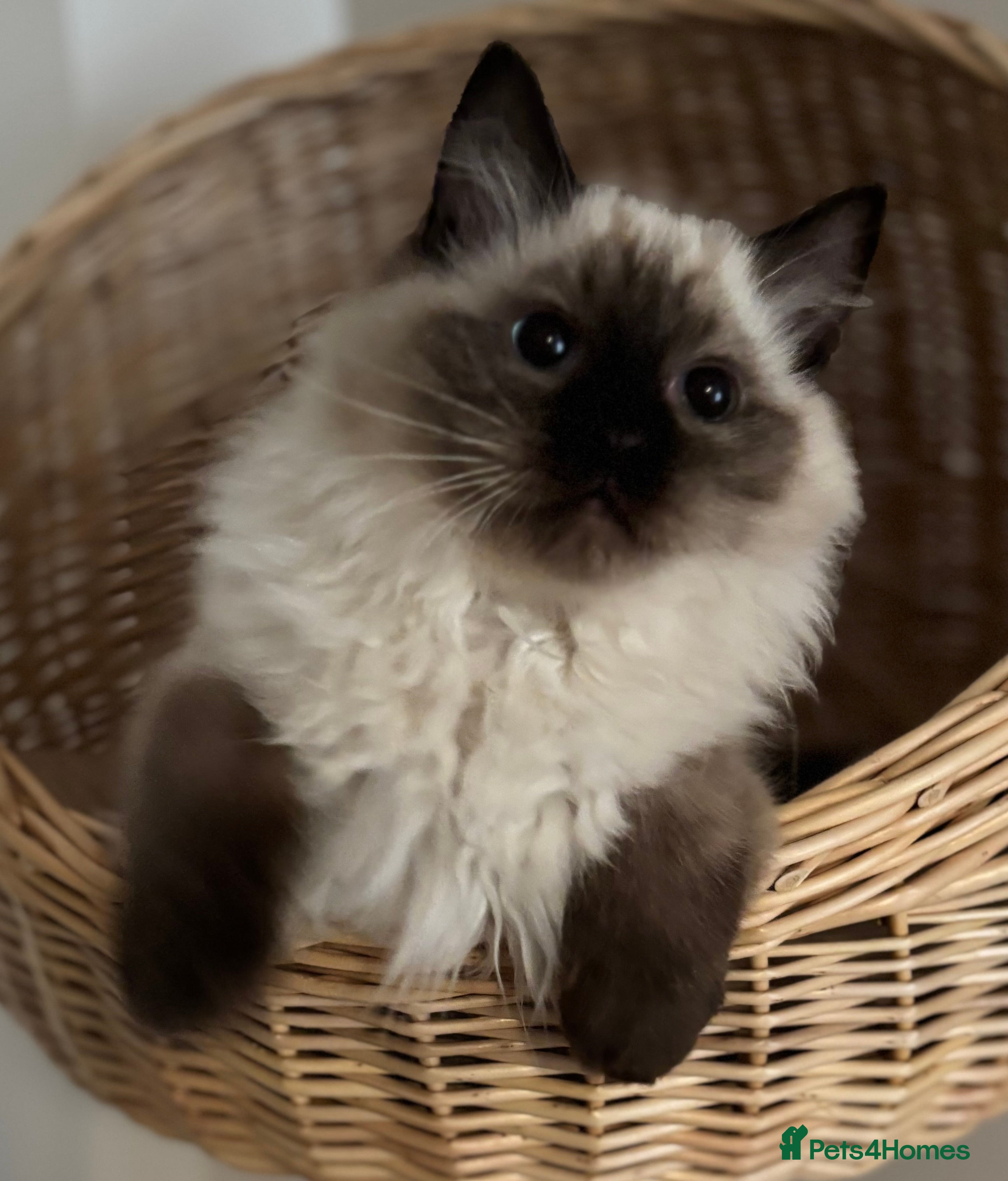 Ragdoll cats Stunning seal colourpoint boy gccf registered  - Advert 13