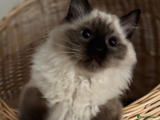 Ragdoll cats Stunning seal colourpoint boy gccf registered - Advert 13