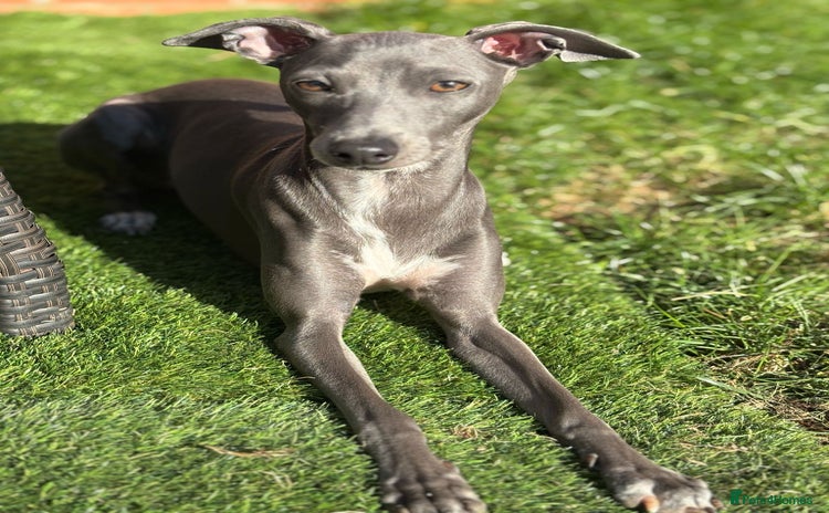 Italian Greyhound dogs - Advert 1