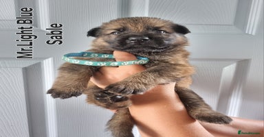 German Shepherd dogs - Advert 3