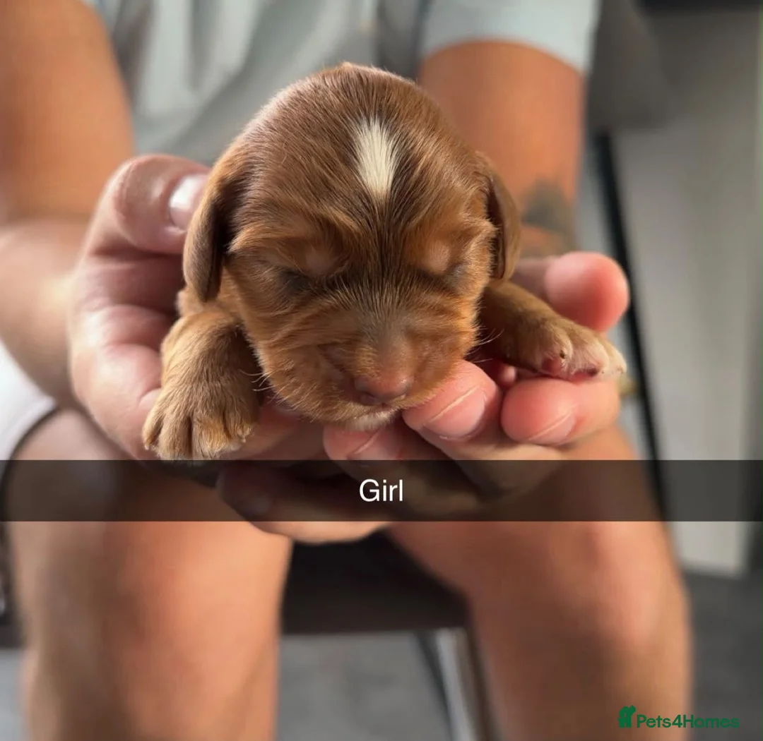 Cockapoo dogs for sale: Beautifully marked F2 smooth coated Cockapoos  - Advert 13