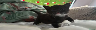 Domestic Shorthair 2