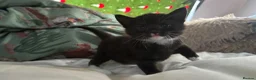Domestic Shorthair cats for sale: beautiful babies looking for their forever home 🐱 - Advert 6