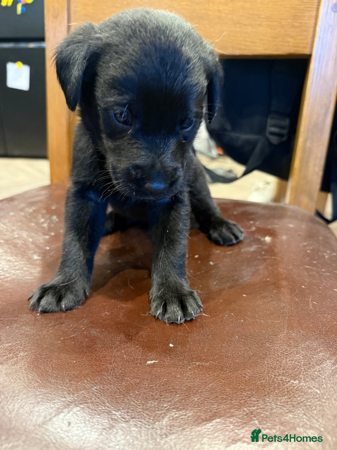 Labrador Retriever dogs for sale: 3 beautiful girls left  - Advert 8