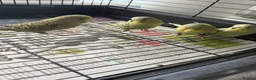 Budgerigars birds for sale: 4 baby budgies  - Advert 4